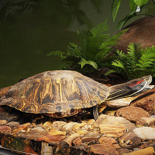 Turtle Basking Tank Supper Basking Dock Over Tank Pet Turtle