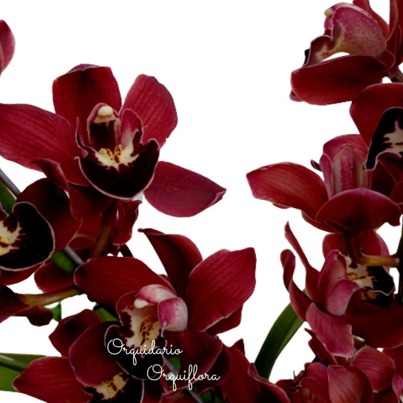 Orquidea Cymbidium Vermelha Adulta | MercadoLivre 📦