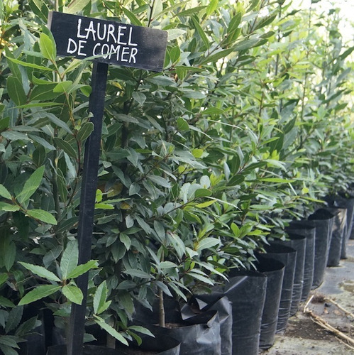 Laurel De Comer  Arbusto Ornamental