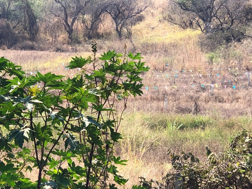Imagen 3 de 6 de Oportunidad Compra Terreno A 5 Km Del Lago De Tequesquitengo