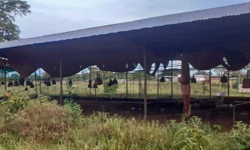 Imagen 8 de 13 de Finca En Recta Ayari Para La Cria De Pollos