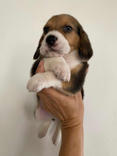 Beagle Hembrita