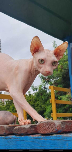 Sphynx Macho Padreador Russo