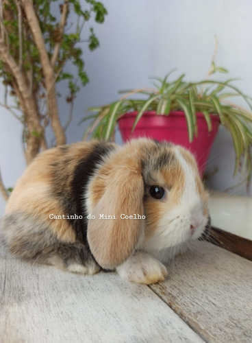 Mini Lop Uruguaio, Mini Coelho, Mini Lop