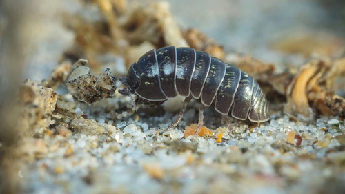 Imagen 2 de 10 de Mamboreta Bolita Controla Bicho Bolita 100 Gramos Cebo