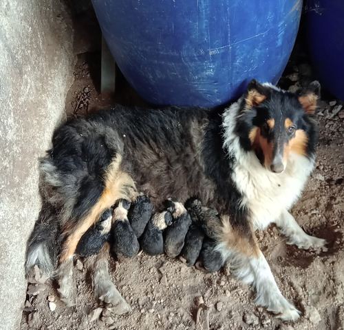 Collies Tricolores Puros