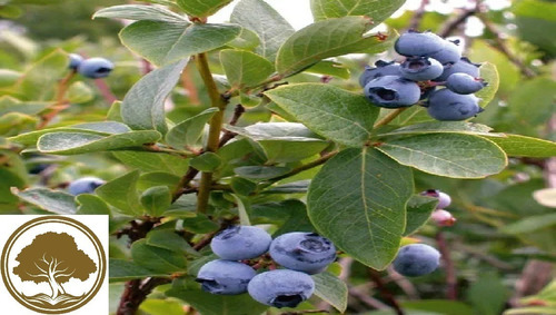 Blueberry ( Arbol ) 1 M Var Biloxy Highbush Deliciosos
