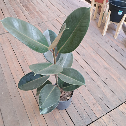 Gomero Elástica Planta De Interior