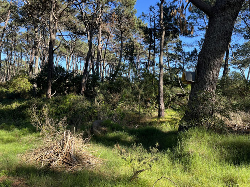 Lote En Venta En Montoya (ref: Bpv-9688)
