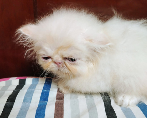 Gatito Persa Macho Himalayo Punto Flama Guayaquil De Entrega