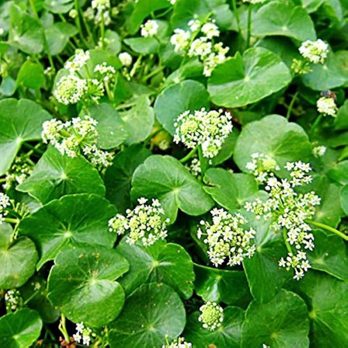 Te De Centella Asiatica Gotu Kola Hierba Pura 100 Gramos