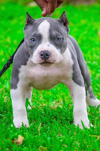 American Bully Cachorro Pocket Show