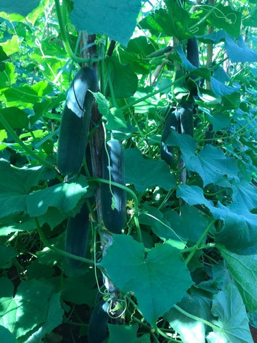Semillas de pepino híbridas Aladdin Topseed 1000 semillas