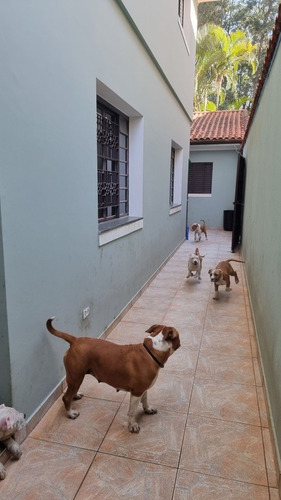 Imagem 5 de 5 de Filhotes De American Staffordshare Terrier