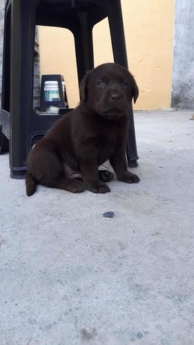 Imagen 2 de 9 de Cachorros Labrador