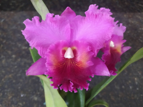 Orquídea Cattleya Rosa Com Roxo Adulta | Parcelamento sem juros