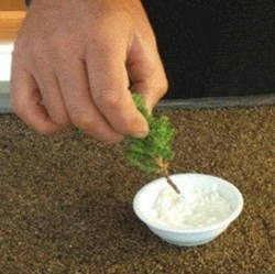 Hormona Enraizador En Polvo 50g Ideal Para Enraizar Esqueje