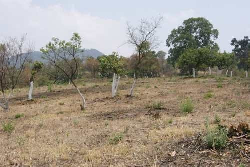 Terreno Campestre Totolapan, Morelos