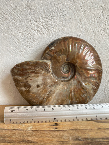 1 Ammonite Opalizado Fosil 390gr Natural Excelente Calidad