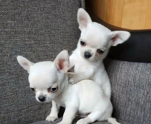 Imagen 1 de 2 de Chihuahua Mini De Cartera 500cada Cachorro