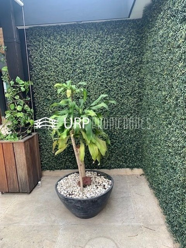 Imagen 23 de 28 de Bonito Ph En Venta, Calle Galileo Con Roof Garden Grande