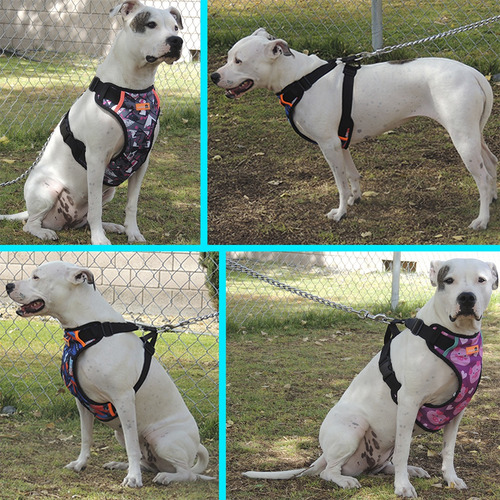Pechera Arnés Perro Pitbull Grande Mediano Bulldog Ingles Gris Oscuro 6 Americano