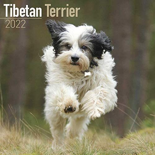 Libro: Tibetan Terrier Calendar Calendarios De Razas De De