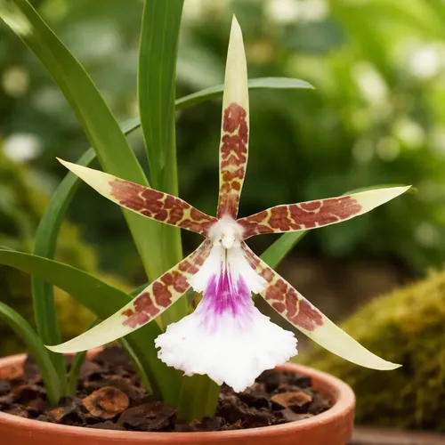 Orquídea Aspasia Lunata - Adulta - Porte Pequeno | MercadoLivre