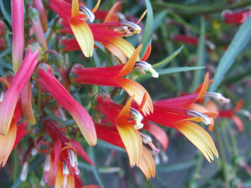 Lobelia Laxiflora - Semillas