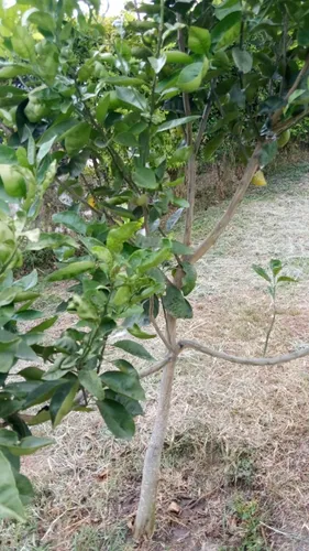 Vendo Hermoso Lote En Conjunto Cerrado En Silvania, Cundinamarca