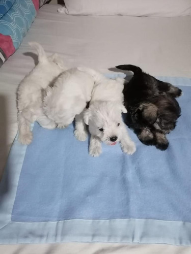 Schnauzer Mini Cachorros Disponibles Medellin Bogota