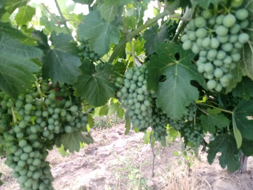 Imagen 9 de 14 de Venta De Finca Con 2 Propiedades 15 Y 6 Hectáreas