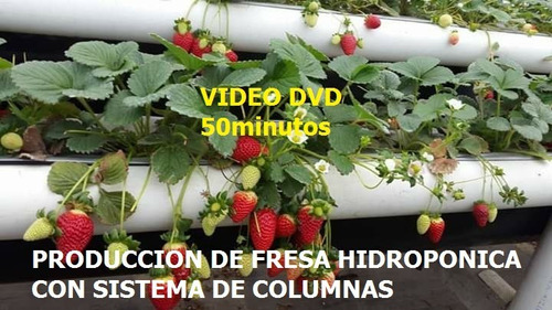 Video: Producción Fresa Hidroponica Con Sistema De Columnas