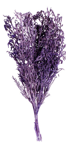 Pé De Sapo Lilás Desidratado P/ Decoração