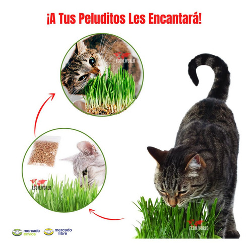 Sustrato Organico + Semillas Hierba Gatuna Hierba Gatos