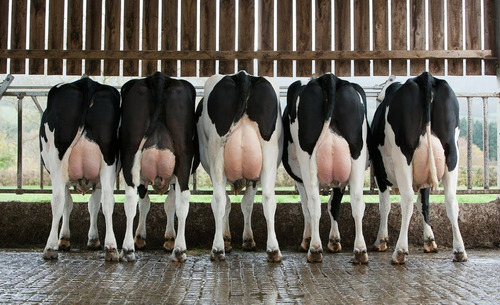 Núcleo Probiótico P/ Aumento Leite Vaca Imperial Leite 40 Kg