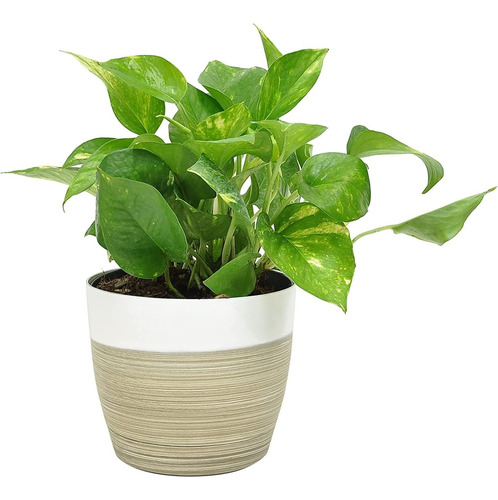 Devil39s Ivy Golden Pothos, Maceta Decorativa Blanca Y ...