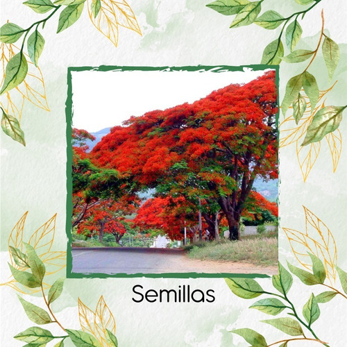 80 Semillas De Árbol Acacia Roja