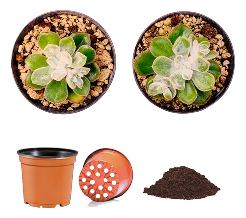 2 Echeveria Pulvinata Frosty Y 2 Macetas Con Sustrato