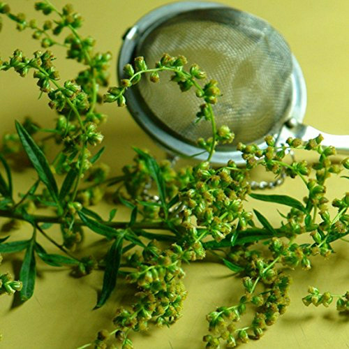 Semillas Artemisa Vulgaris En Cápsulas De Semillas