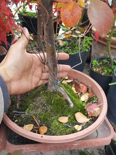 Bonsai De Pseudocydonia Sinensis Membrillero Rojo Otoñal