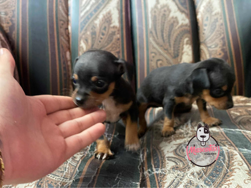 Imagen 5 de 5 de Espectaculares Pincher Bolsillero Mascotas Rionegro