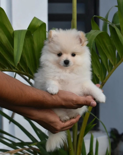 Cachorros Pomerania Lulu