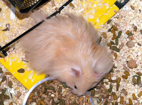 Hamster Sírio De Pelúcia - Filhotes Fofos