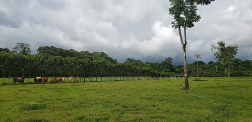 Imagen 9 de 10 de Excelente Finca, Lo Que Busca , Agrícola, Ganadera, Bosque