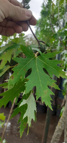 Imagen 7 de 10 de Arbol Acer Saccharinum Acer Plateado, Arce Del Azúcar, E95
