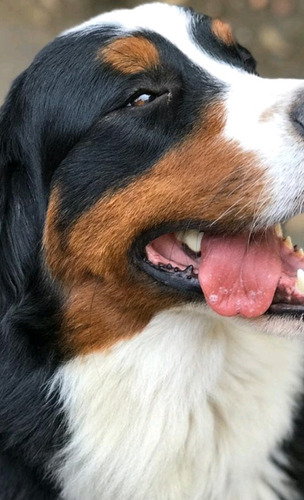 Bernese Mountain Dog