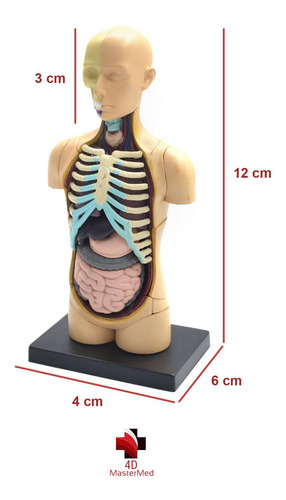 Modelo Do Corpo Humano - Torso 26051 - 4d Master Anatomia