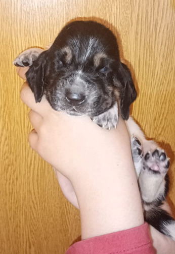 Cachorros Basset Hound 