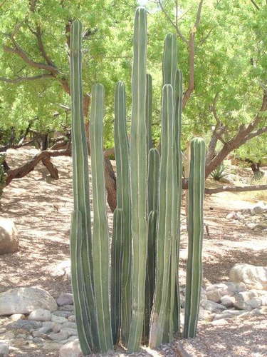Pachycereus Marginatus, Cactus Organo, 20 Semillas